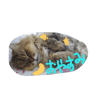みかにゃんともにゃんすたんぷ2（個別スタンプ：3）