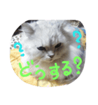 みかにゃんともにゃんすたんぷ2（個別スタンプ：9）