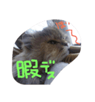 みかにゃんともにゃんすたんぷ2（個別スタンプ：10）