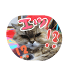 みかにゃんともにゃんすたんぷ2（個別スタンプ：15）