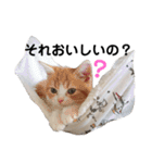 ちぬ時々つな（個別スタンプ：31）