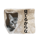 ちぬ時々つな（個別スタンプ：40）