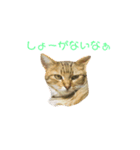 二花ちゃんのツンツンスタンプ（個別スタンプ：2）