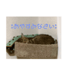 二花ちゃんのツンツンスタンプ（個別スタンプ：5）