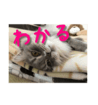 すじこ2（個別スタンプ：4）