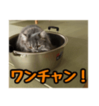 すじこ2（個別スタンプ：5）