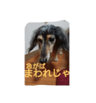 りくじぃの格言（個別スタンプ：7）