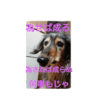 りくじぃの格言（個別スタンプ：10）
