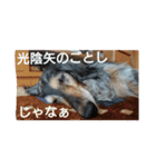 りくじぃの格言（個別スタンプ：14）