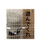 もにゅのスタンプ（個別スタンプ：7）