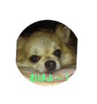 チワワ♡banira（個別スタンプ：2）