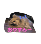 チワワ♡banira（個別スタンプ：3）