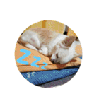 チワワ♡banira（個別スタンプ：4）