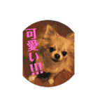 チワワ♡banira（個別スタンプ：9）