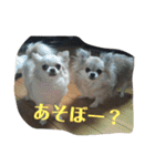 チワワ♡banira（個別スタンプ：10）