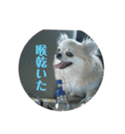 チワワ♡banira（個別スタンプ：12）