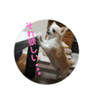 チワワ♡banira（個別スタンプ：14）