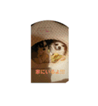 チワワ♡banira（個別スタンプ：17）