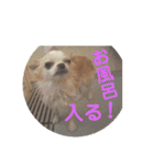 チワワ♡banira（個別スタンプ：20）