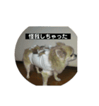チワワ♡banira（個別スタンプ：22）