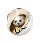 チワワ♡banira（個別スタンプ：25）