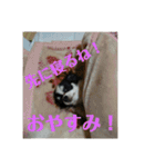 チワワ♡banira（個別スタンプ：28）