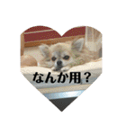 チワワ♡banira（個別スタンプ：29）