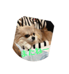 チワワ♡banira（個別スタンプ：31）