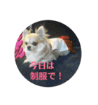 チワワ♡banira（個別スタンプ：34）