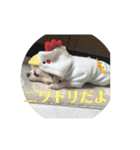 チワワ♡banira（個別スタンプ：35）