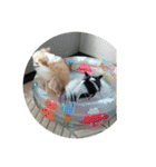 チワワ♡banira（個別スタンプ：38）