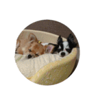 チワワ♡banira（個別スタンプ：39）