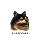 ポメラニアン(犬)（個別スタンプ：1）