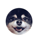 ポメラニアン(犬)（個別スタンプ：2）