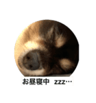 ポメラニアン(犬)（個別スタンプ：9）