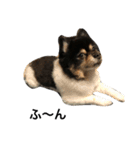 ポメラニアン(犬)（個別スタンプ：10）