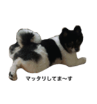 ポメラニアン(犬)（個別スタンプ：14）