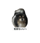 ポメラニアン(犬)（個別スタンプ：15）