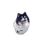 ポメラニアン(犬)（個別スタンプ：16）