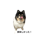 ポメラニアン(犬)（個別スタンプ：18）