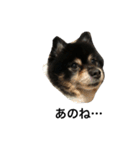 ポメラニアン(犬)（個別スタンプ：19）