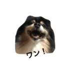 ポメラニアン(犬)（個別スタンプ：21）