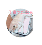 柴犬りゅうちゃん（個別スタンプ：1）