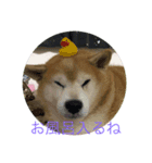 柴犬りゅうちゃん（個別スタンプ：2）