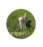 柴犬りゅうちゃん（個別スタンプ：4）