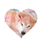 柴犬りゅうちゃん（個別スタンプ：5）