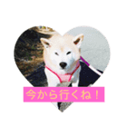 柴犬りゅうちゃん（個別スタンプ：6）