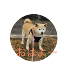 柴犬りゅうちゃん（個別スタンプ：7）