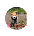 柴犬りゅうちゃん（個別スタンプ：8）