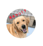 ゴールデンなペロ（個別スタンプ：19）